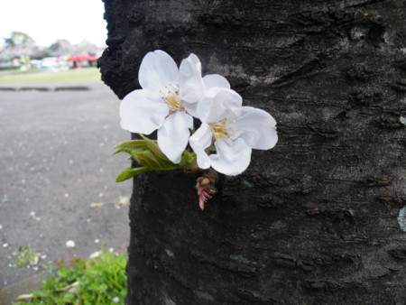 f:id:ebapon:20100404164945j:image
