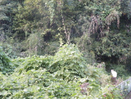 f:id:ebapon:20101020142917j:image
