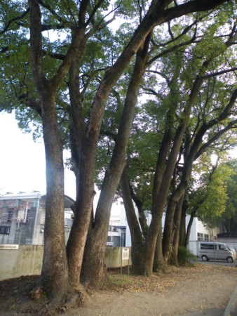 f:id:ebapon:20101121154021j:image