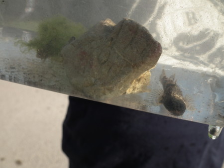 f:id:ebapon:20120504221417j:image