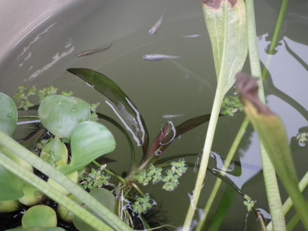 f:id:ebapon:20120814183444j:image