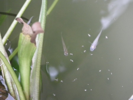 f:id:ebapon:20120814183548j:image