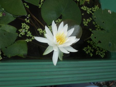 f:id:ebapon:20140825125928j:image