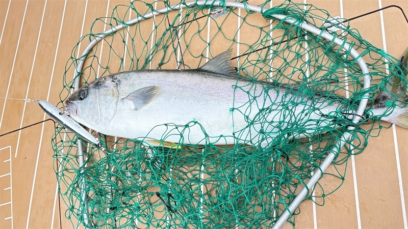 ブルーフィッシュ160FG - え ぶ ろ ぐ ブルーフィッシュ160FG - え ぶ ろ ぐ
