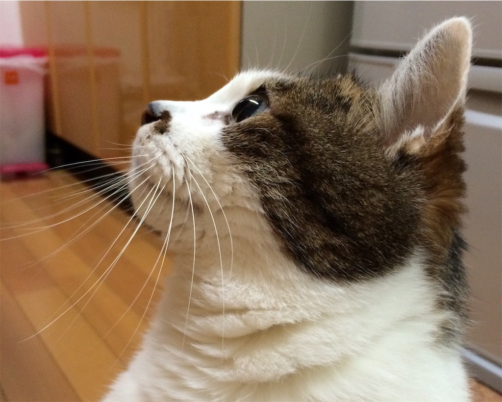 f:id:ebi2525104:20210404190732j:image f:id:ebi2525104:20210404190732j:image