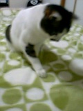 f:id:ebi2525104:20210409000426j:plain