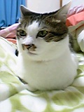 f:id:ebi2525104:20210409003002j:plain