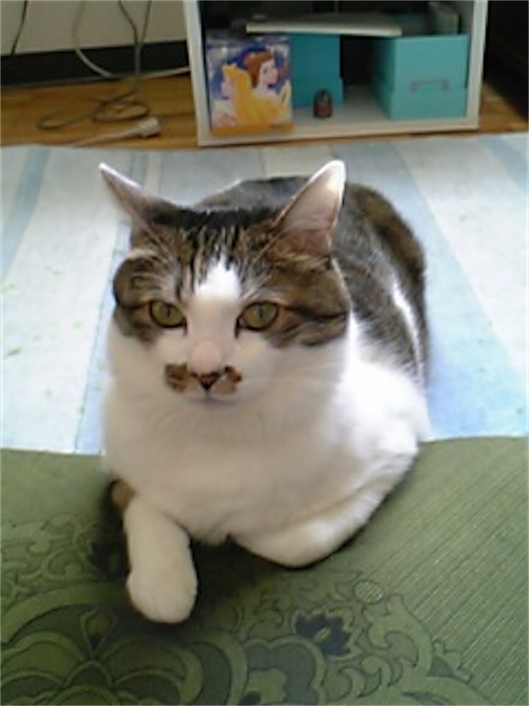 f:id:ebi2525104:20210425221040j:plain