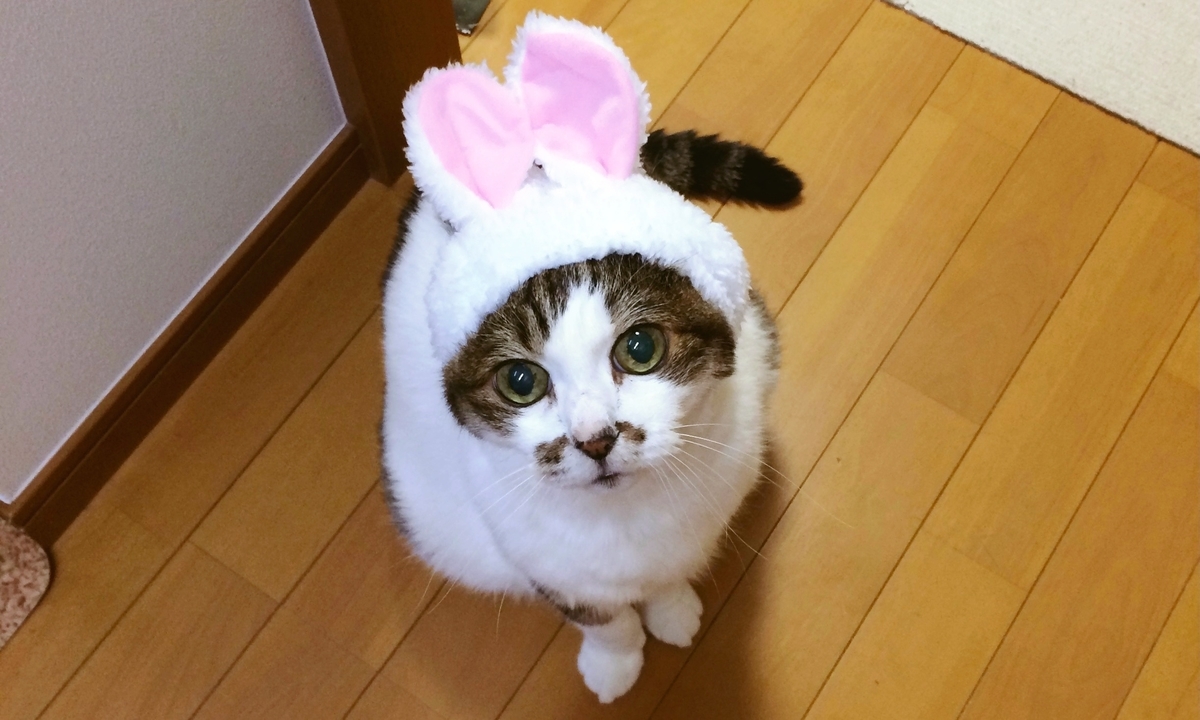 f:id:ebi2525104:20211018182519j:plain