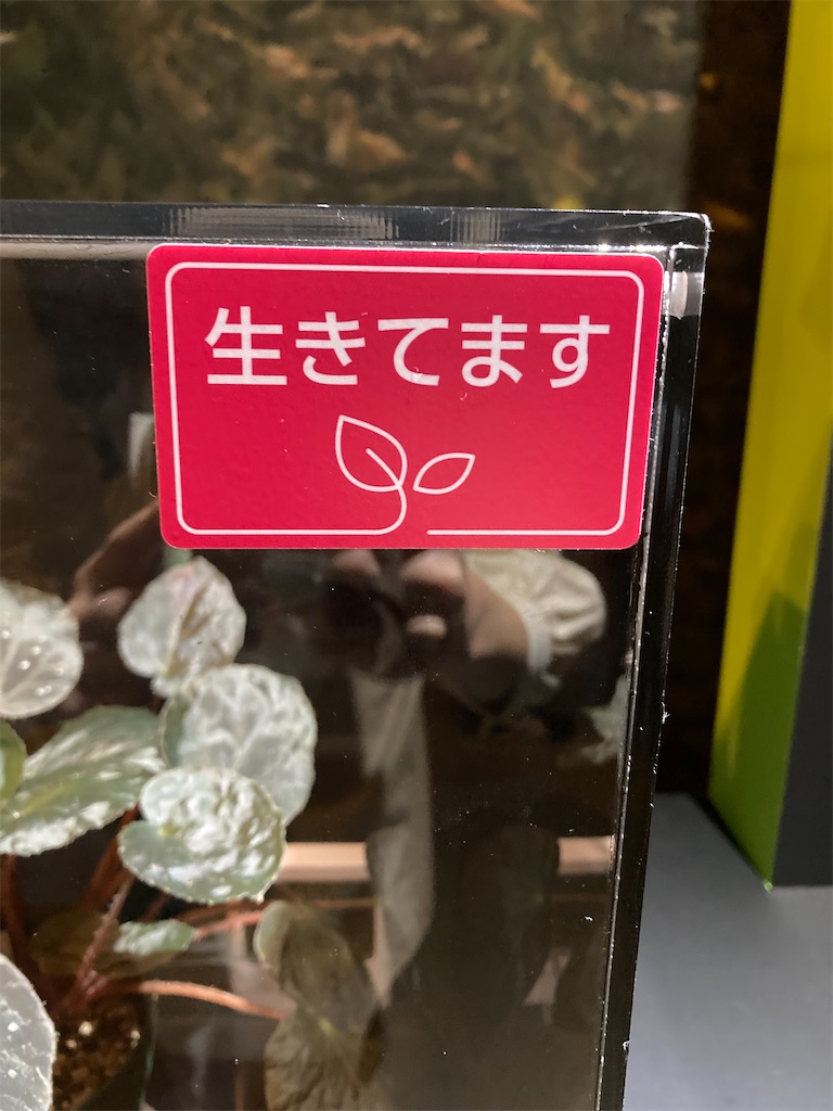 マスキッパとは ゲームの人気 最新記事を集めました はてな