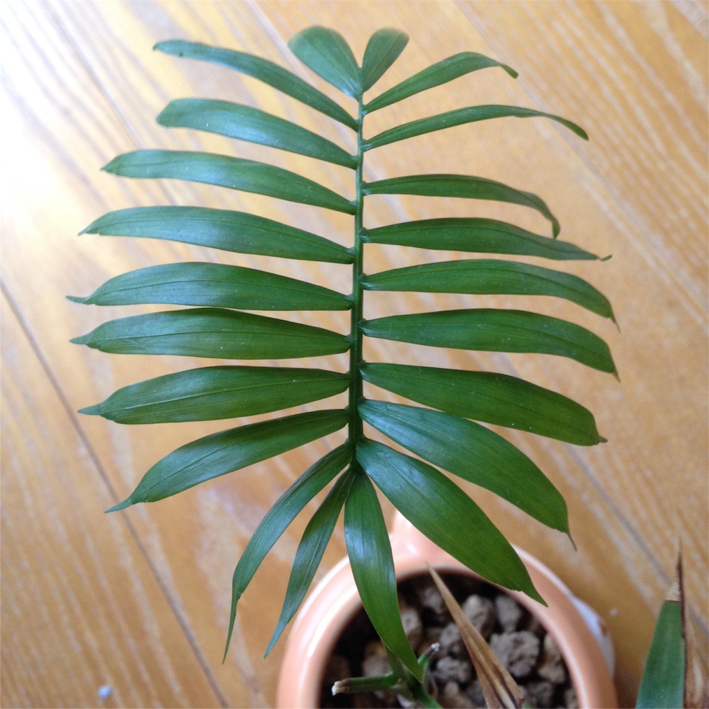 f:id:ebiharaism:20160806145350j:image