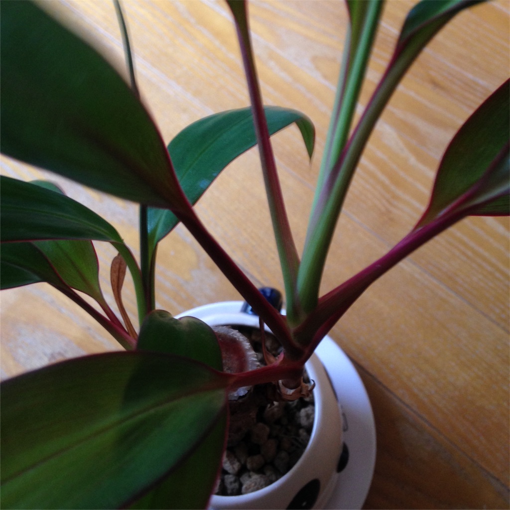 f:id:ebiharaism:20160806145811j:image