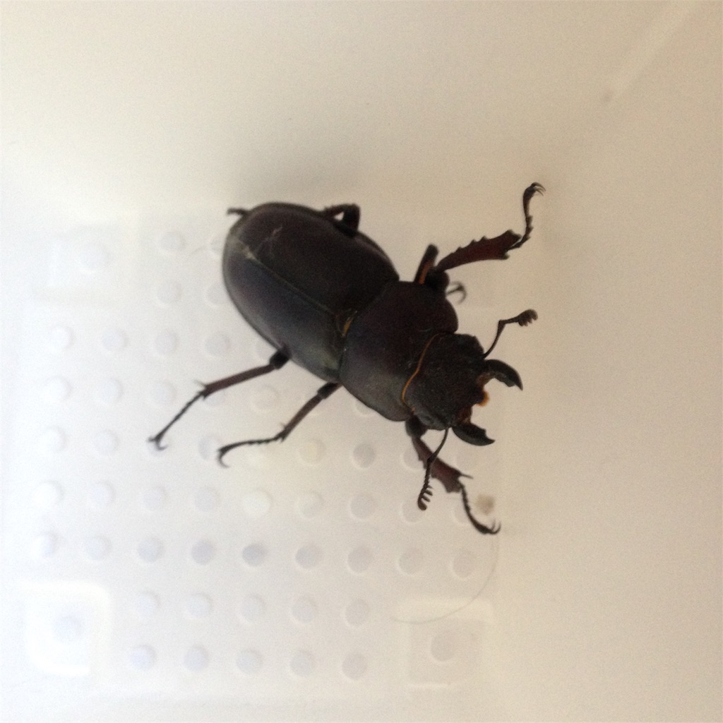 f:id:ebiharaism:20160806150227j:image