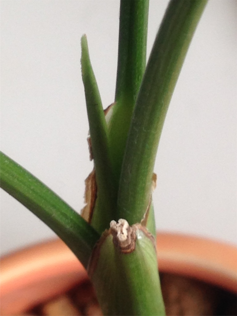 f:id:ebiharaism:20160827150211j:image f:id:ebiharaism:20160827150211j:image