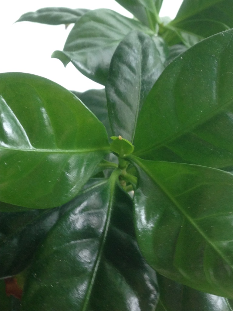 f:id:ebiharaism:20160827150254j:image f:id:ebiharaism:20160827150254j:image