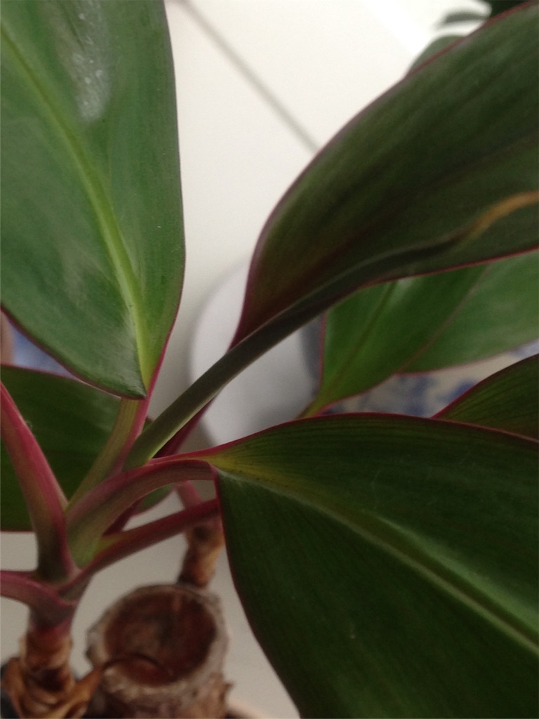 f:id:ebiharaism:20160827150343j:image f:id:ebiharaism:20160827150343j:image