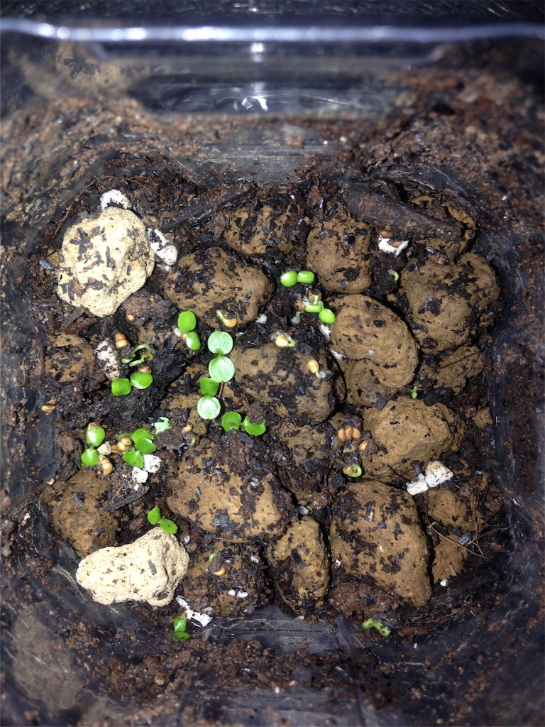 f:id:ebiharaism:20170215235608j:image f:id:ebiharaism:20170215235608j:image