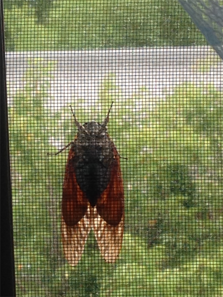 f:id:ebiharaism:20170801233329j:image f:id:ebiharaism:20170801233329j:image