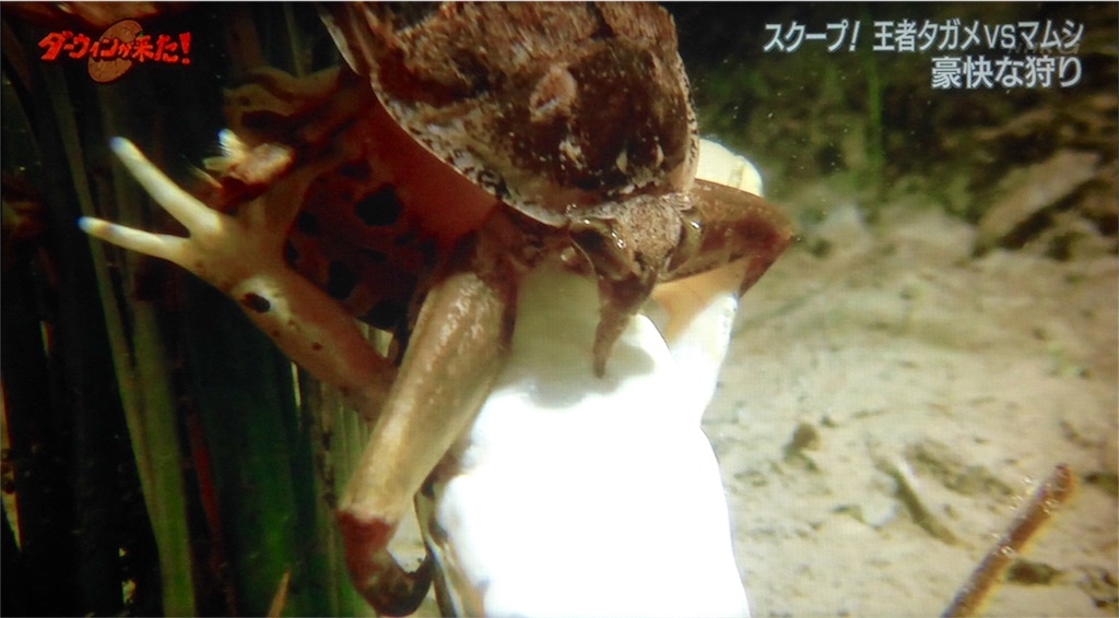 f:id:ebiharaism:20171229114615j:image f:id:ebiharaism:20171229114615j:image