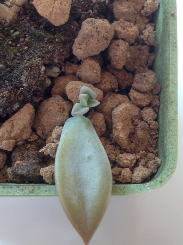 f:id:ebiharaism:20181009233213j:image