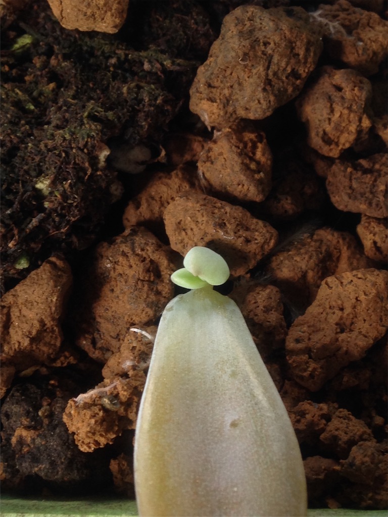 f:id:ebiharaism:20181009233222j:image