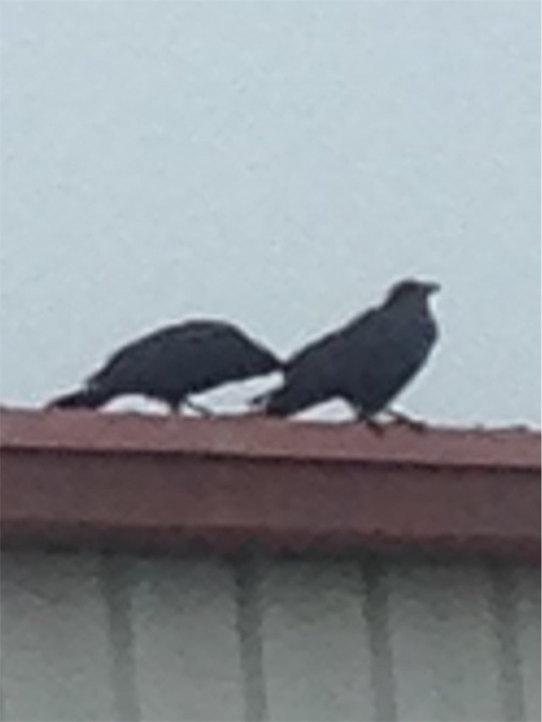 f:id:ebiharaism:20190724224618j:image