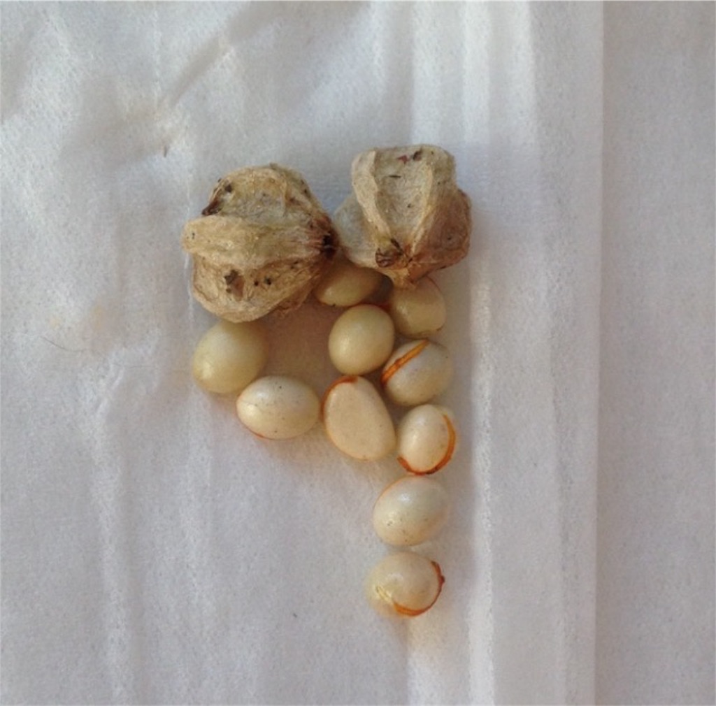 f:id:ebiharaism:20210110111833j:image f:id:ebiharaism:20210110111833j:image