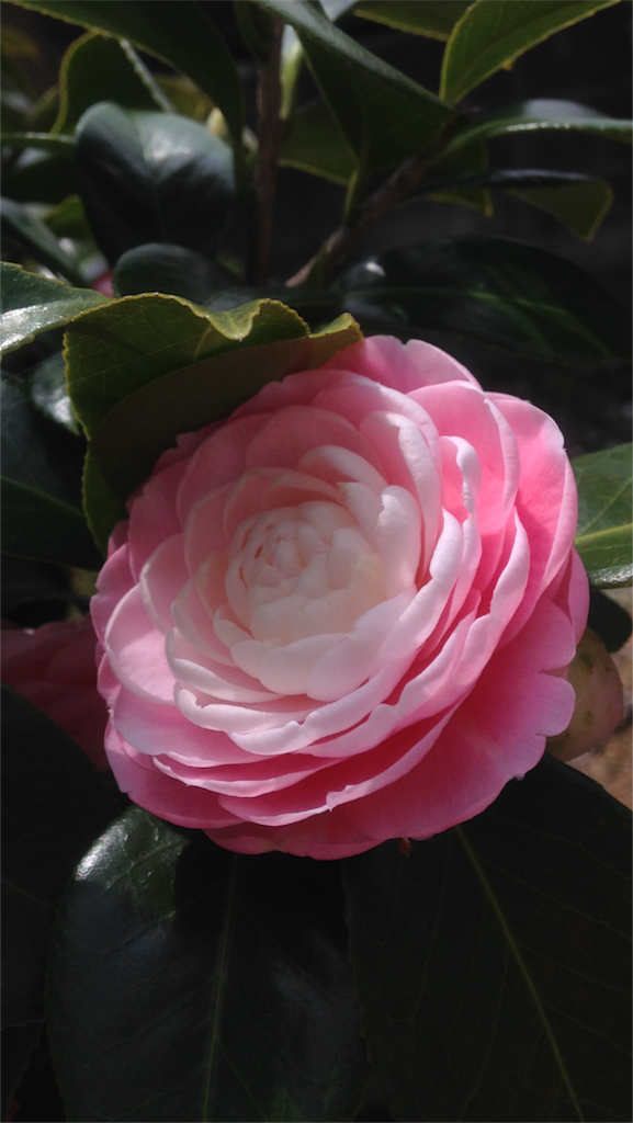 f:id:ebiharaism:20210401234036p:image