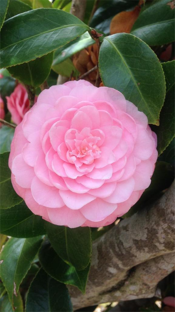 f:id:ebiharaism:20210401234101p:image