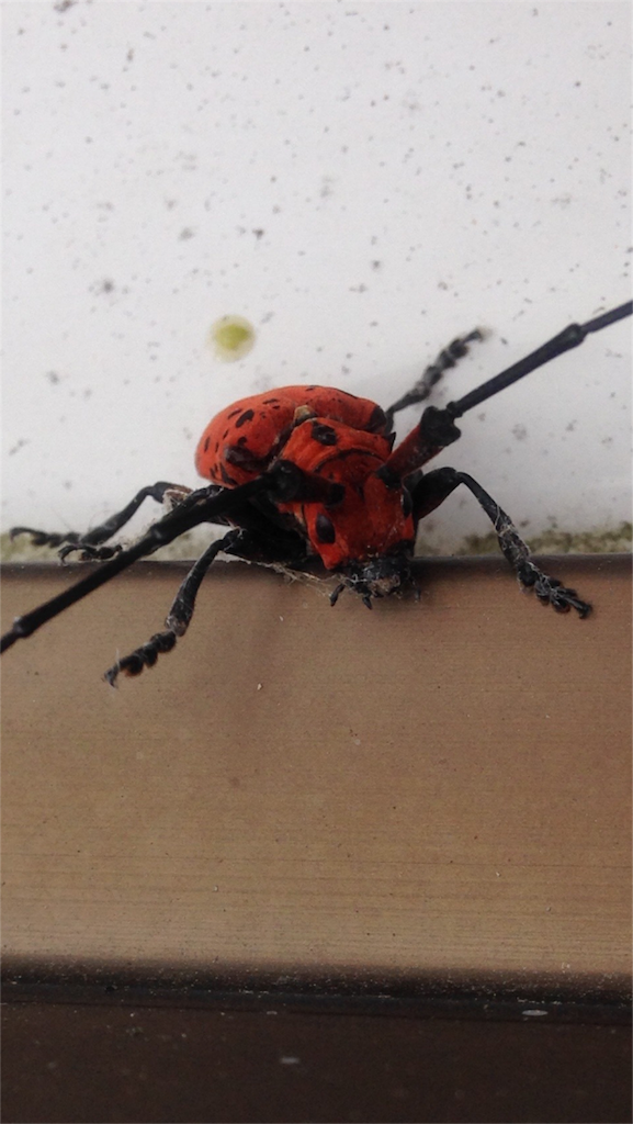 f:id:ebiharaism:20210526234531p:image