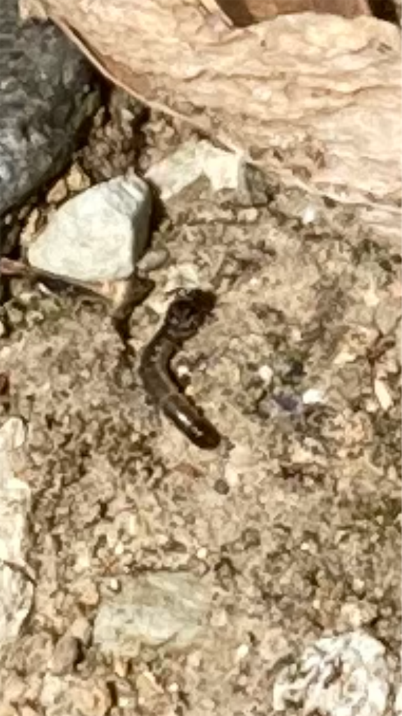 f:id:ebiharaism:20220409194827p:image f:id:ebiharaism:20220409194827p:image