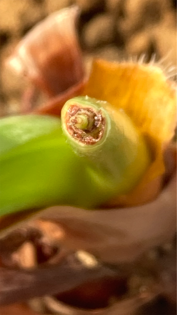 f:id:ebiharaism:20220419223920p:image f:id:ebiharaism:20220419223920p:image