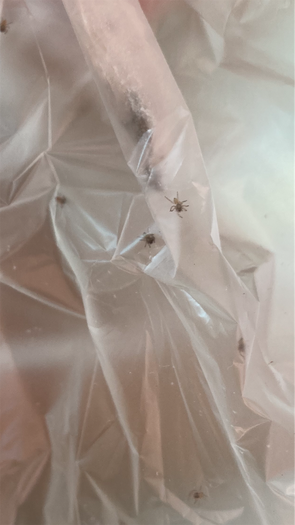 f:id:ebiharaism:20220812233057p:image f:id:ebiharaism:20220812233057p:image