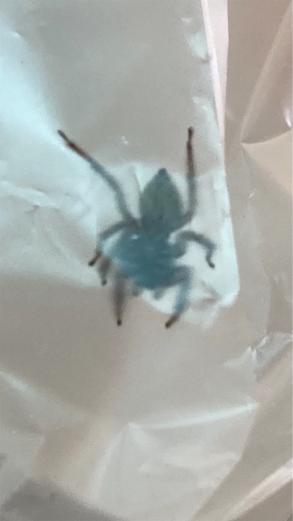 f:id:ebiharaism:20220812233121p:image f:id:ebiharaism:20220812233121p:image