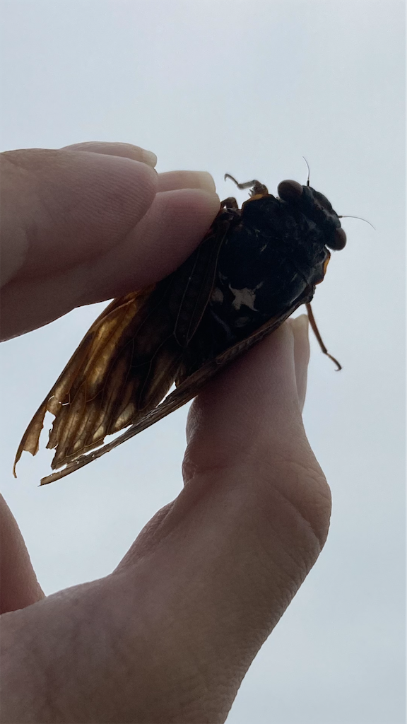 f:id:ebiharaism:20220821124615p:image f:id:ebiharaism:20220821124615p:image