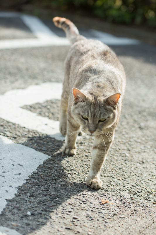 f:id:ebikanix:20171019221340j:plain