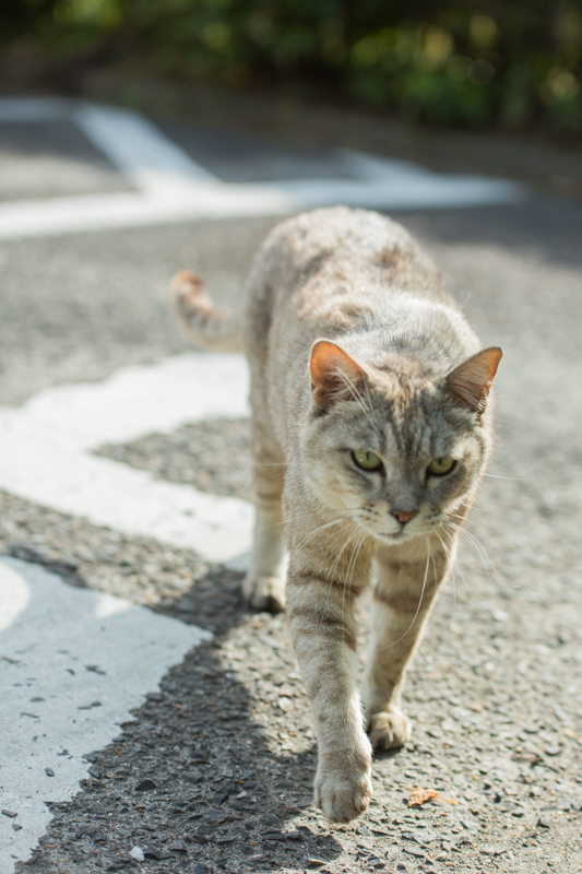 f:id:ebikanix:20171019221341j:plain