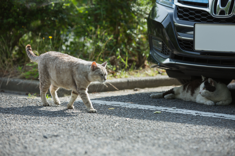 f:id:ebikanix:20171019221342j:plain