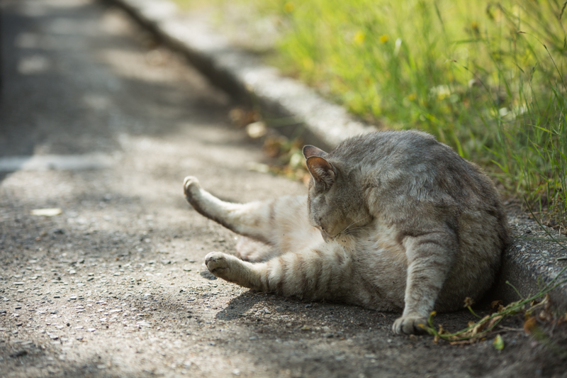 f:id:ebikanix:20171019221343j:plain