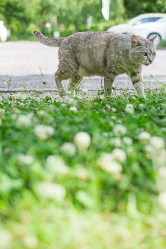 f:id:ebikanix:20171019221344j:plain