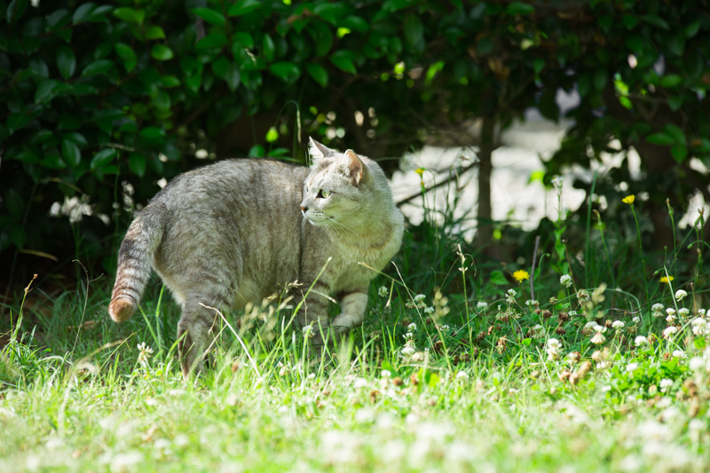 f:id:ebikanix:20171019221345j:plain