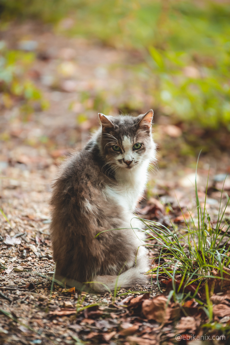 f:id:ebikanix:20200614221548j:plain