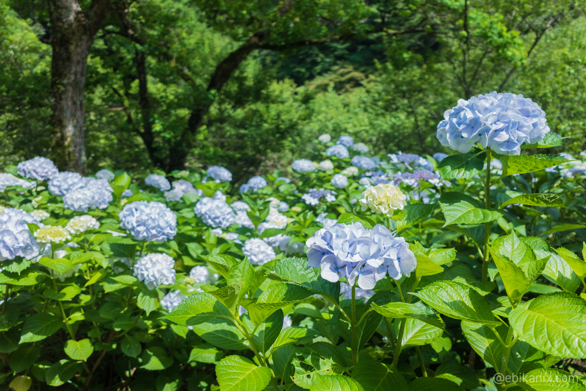アジサイの群れ
