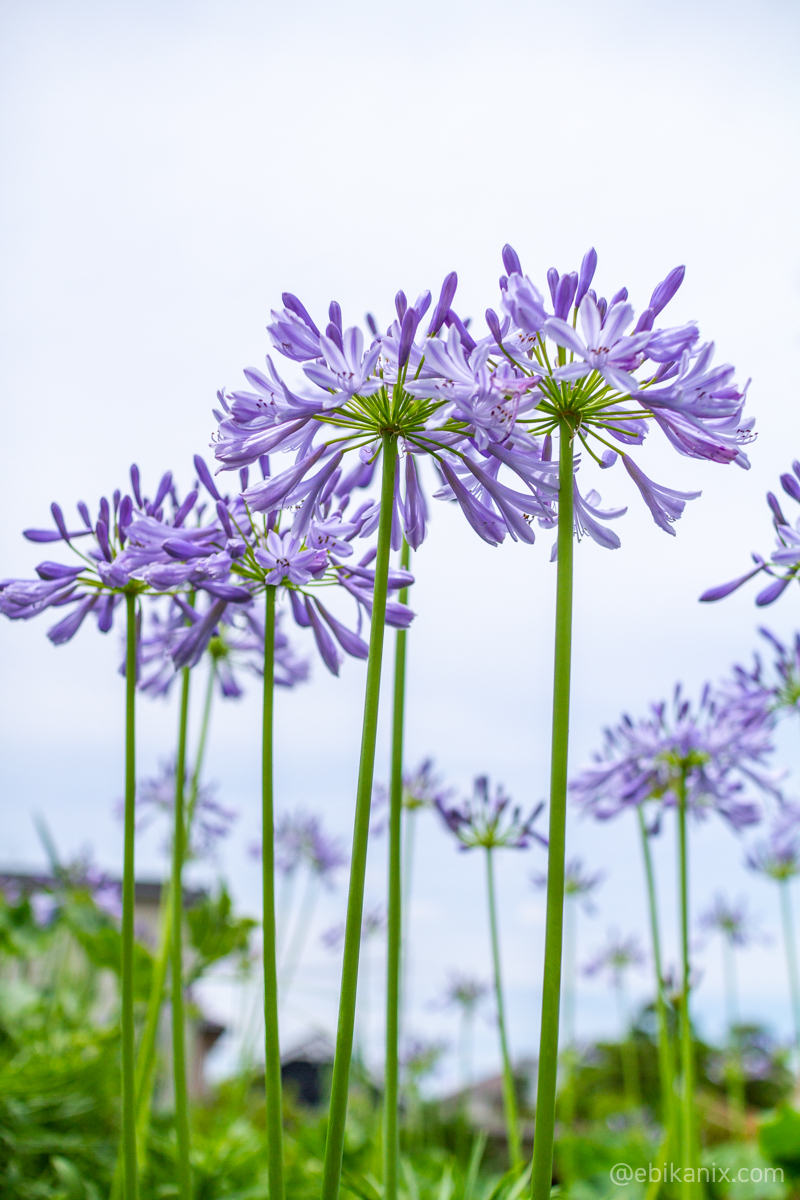 まっすぐ生える花