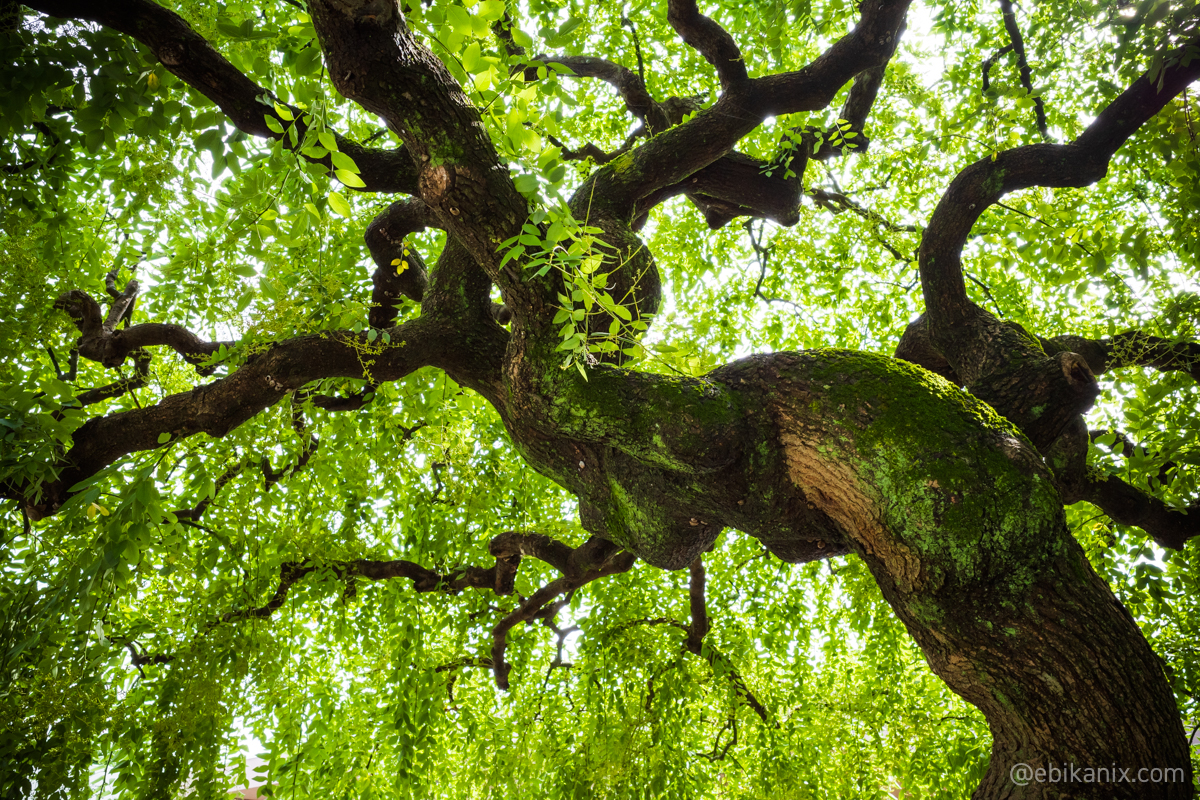 緑の屋根みたい