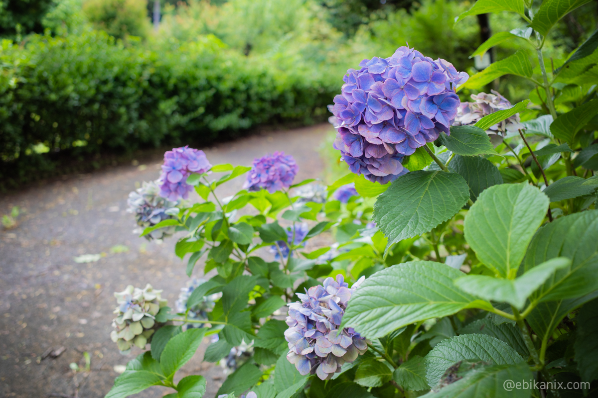 昼間のアジサイ