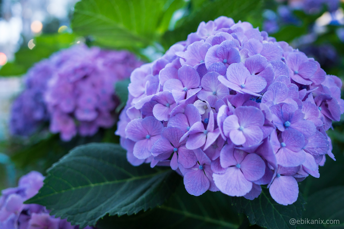 19時の紫陽花