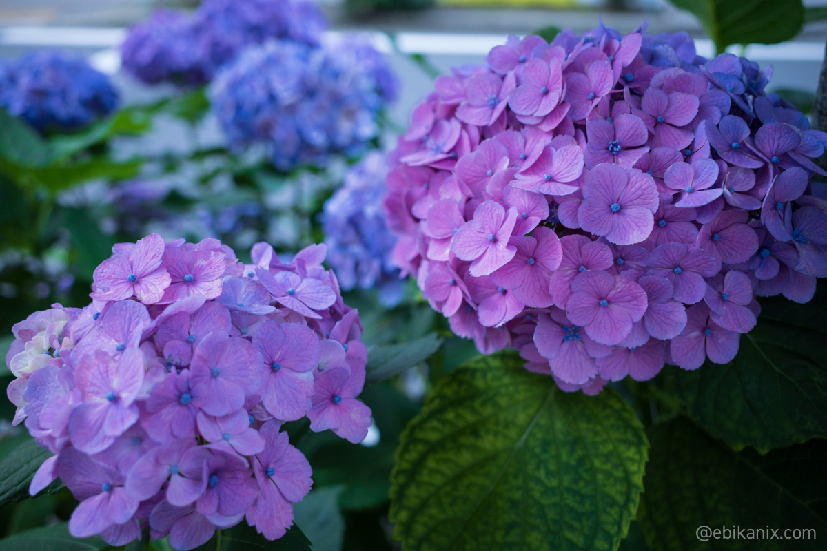アジサイと紫陽花とあじさいと 少し前の思い出 アジサイと紫陽花とあじさいと 少し前の思い出