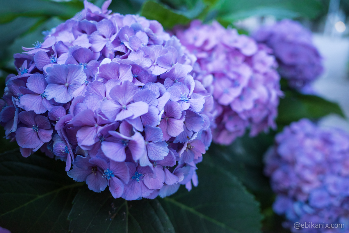 紫陽花の小さな花がかわいい