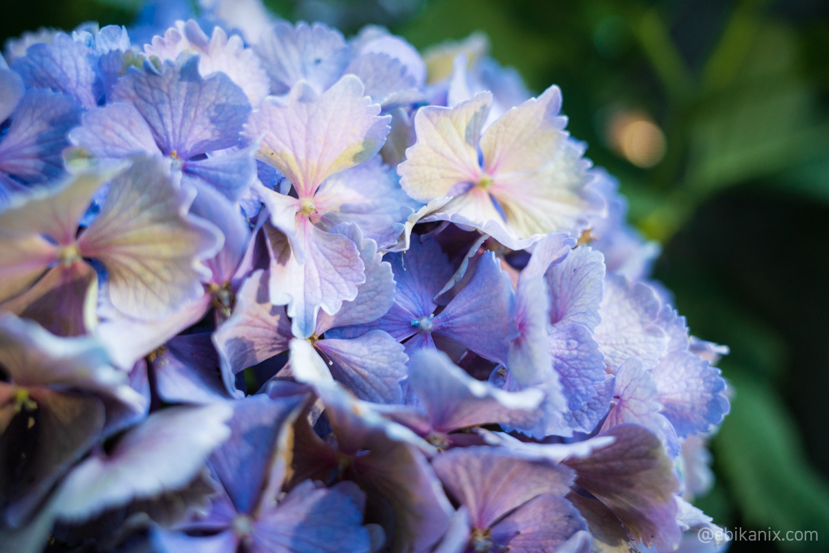 アジサイと紫陽花とあじさいと 少し前の思い出 アジサイと紫陽花とあじさいと 少し前の思い出